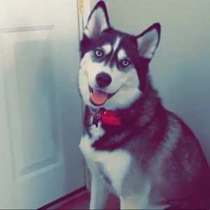 Meet your Posher, Ella